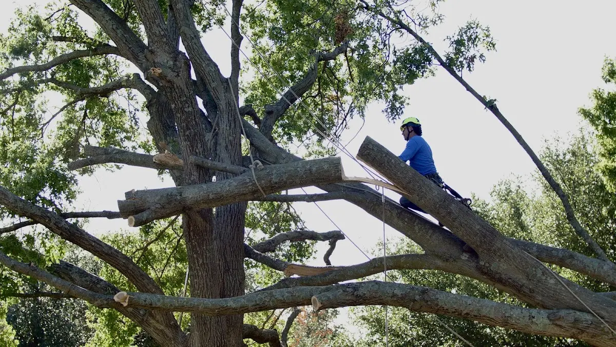 Professional Crown Thinning performed by certified arborists in Greenville